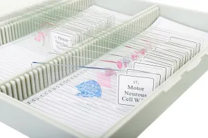 Набор микропрепаратов Bresser «Гистология», 30 шт., в кейсе, изображение 4