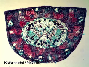 Набор микропрепаратов Bresser 100 шт., в кейсе, изображение 8