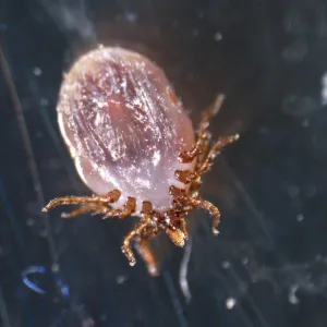 Микроскоп стереоскопический MAGUS Stereo A18T, изображение 4