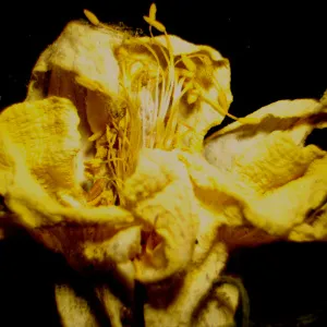 Микроскоп стереоскопический MAGUS Stereo 9T, изображение 23