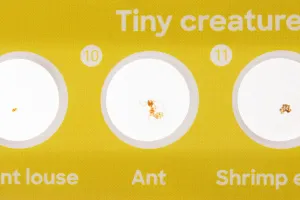 Набор микропрепаратов Levenhuk Discovery «Фауна», 12 шт., изображение 6