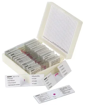 Набор микропрепаратов Konus 25: «Человеческое тело», изображение 2