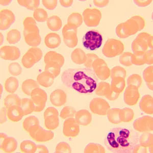 Микроскоп биологический MAGUS Bio 250T, изображение 12