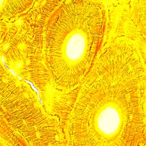 Микроскоп биологический MAGUS Bio 250T, изображение 23